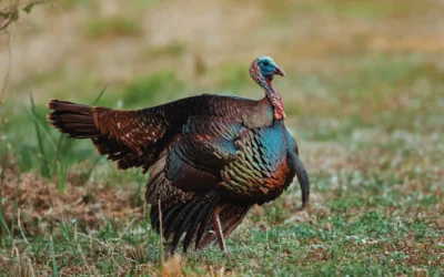 The Thrill of the Hunt: Turkey Hunting Before Thanksgiving